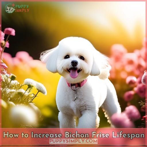 How to Increase Bichon Frise Lifespan