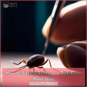 how to pull a tick off a dog