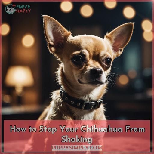 How to Stop Your Chihuahua From Shaking