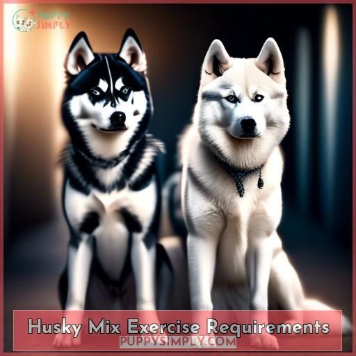 Husky Mix Exercise Requirements