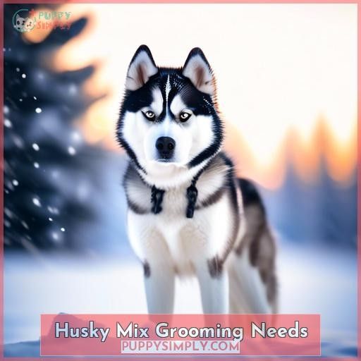 Husky Mix Grooming Needs