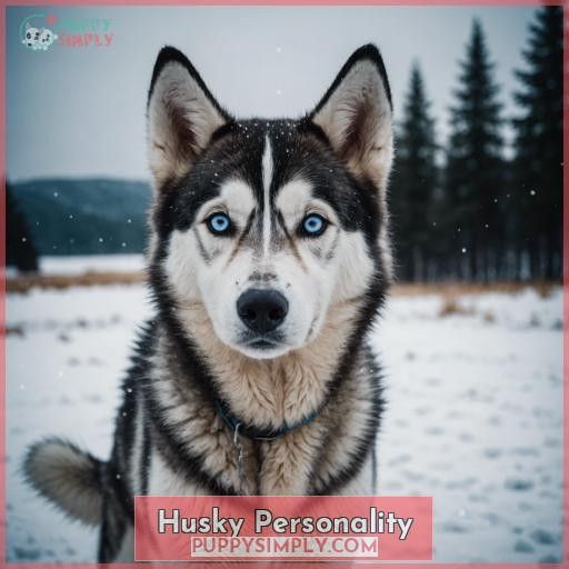 Husky Personality
