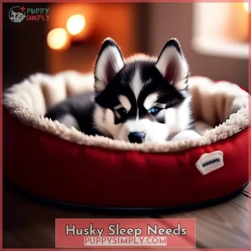 Husky Sleep Needs