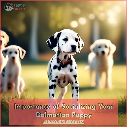 Importance of Socializing Your Dalmatian Puppy