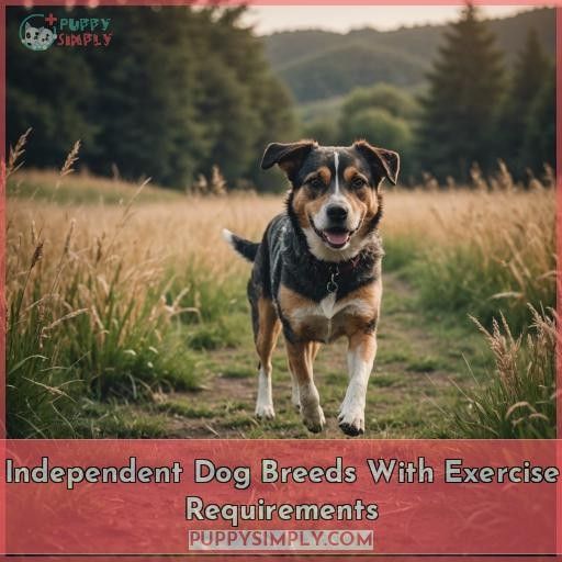 Independent Dog Breeds With Exercise Requirements