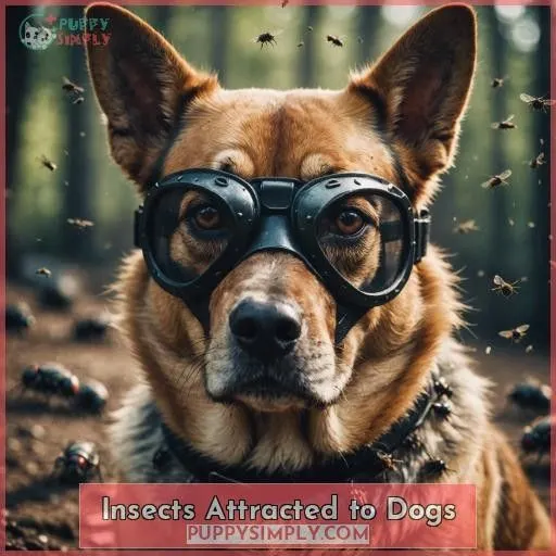 Insects Attracted to Dogs