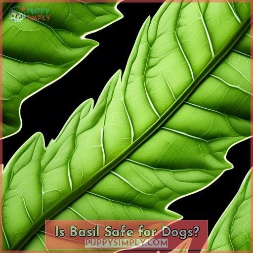 Is Basil Safe for Dogs