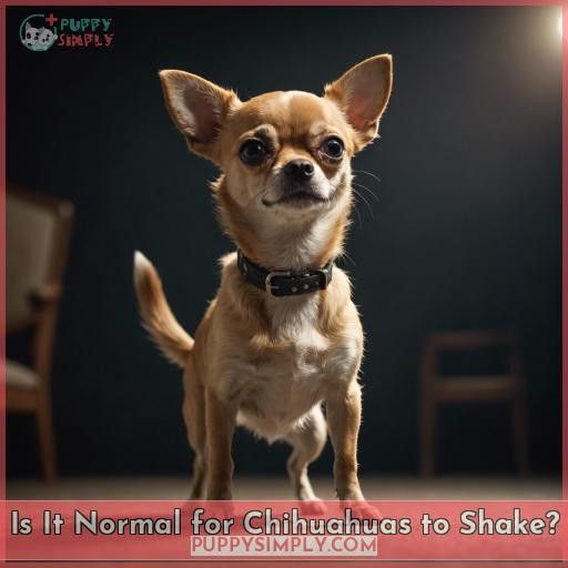 Is It Normal for Chihuahuas to Shake