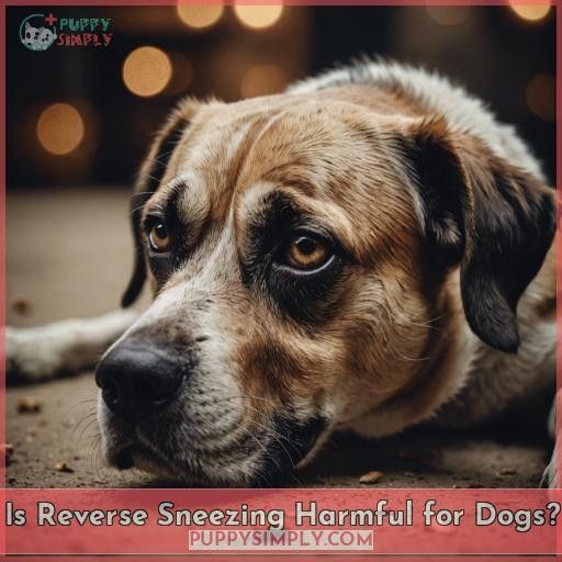 Is Reverse Sneezing Harmful for Dogs