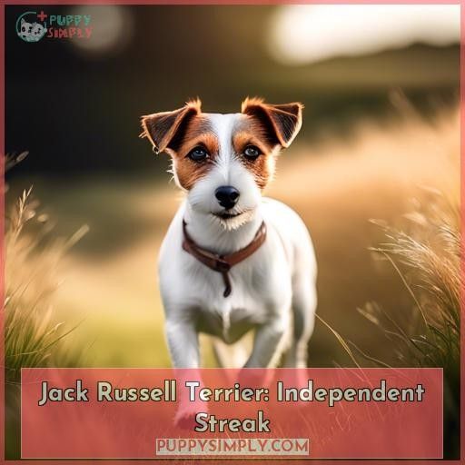 Jack Russell Terrier: Independent Streak