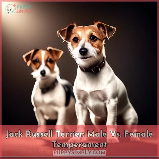 Jack Russell Terrier: Male Vs. Female Temperament