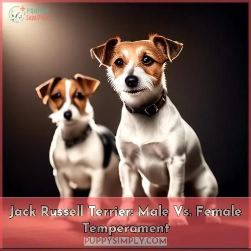 Jack Russell Terrier: Male Vs. Female Temperament