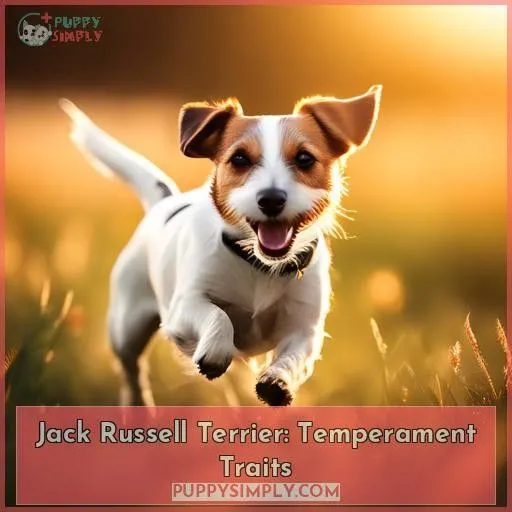 Jack Russell Terrier: Temperament Traits