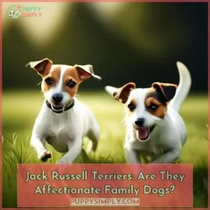 jack russells are they affectionate dogs