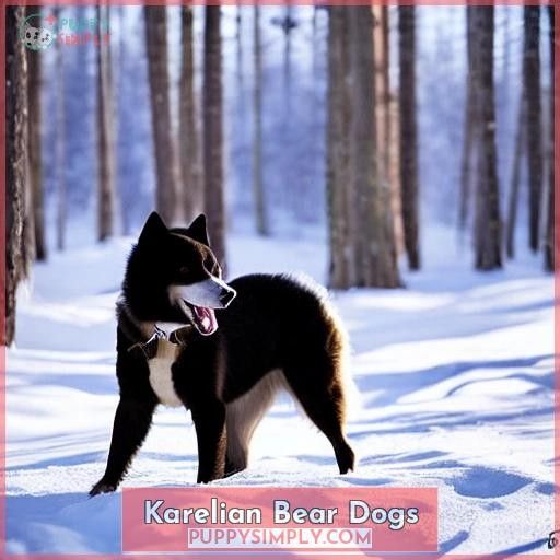 Karelian Bear Dogs