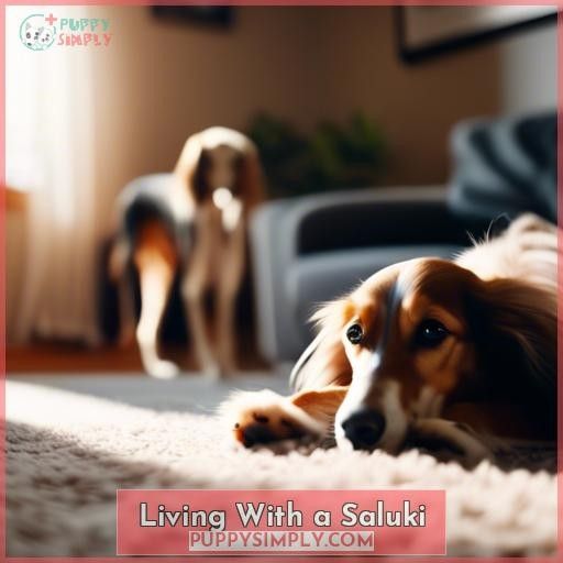 Living With a Saluki