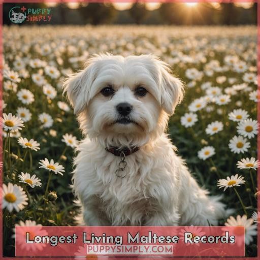 Longest Living Maltese Records