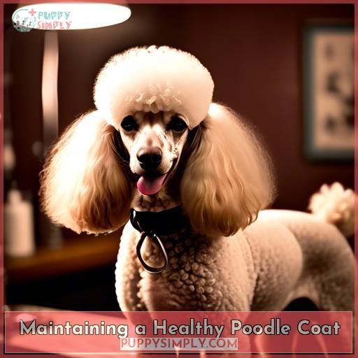 Maintaining a Healthy Poodle Coat