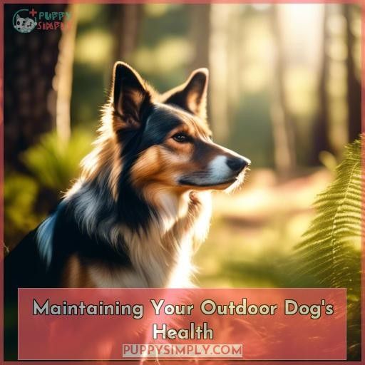Maintaining Your Outdoor Dog