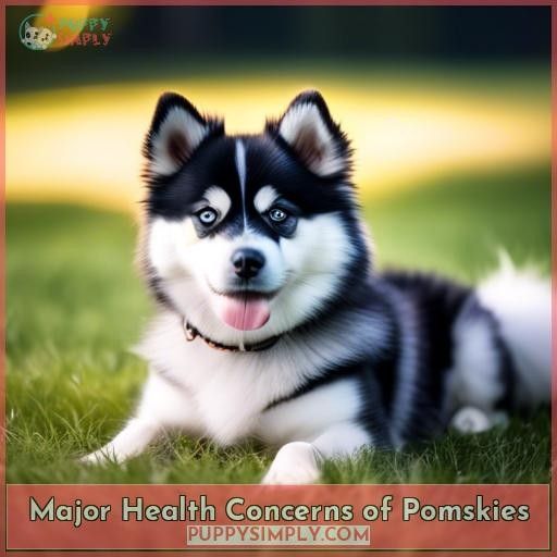 Major Health Concerns of Pomskies