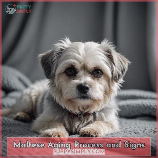 Maltese Aging Process and Signs