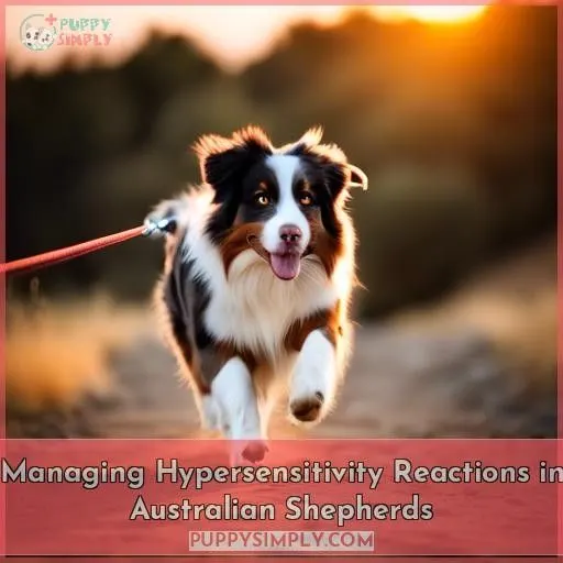Managing Hypersensitivity Reactions in Australian Shepherds