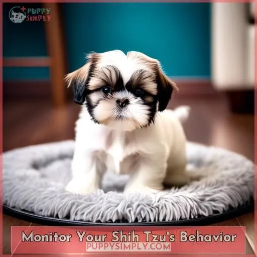 Monitor Your Shih Tzu