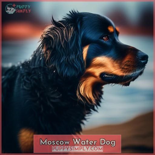 Moscow Water Dog