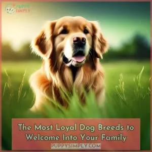 most loyal dog breeds