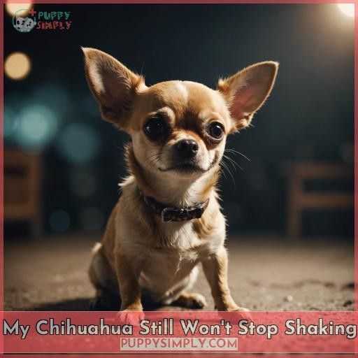 My Chihuahua Still Won