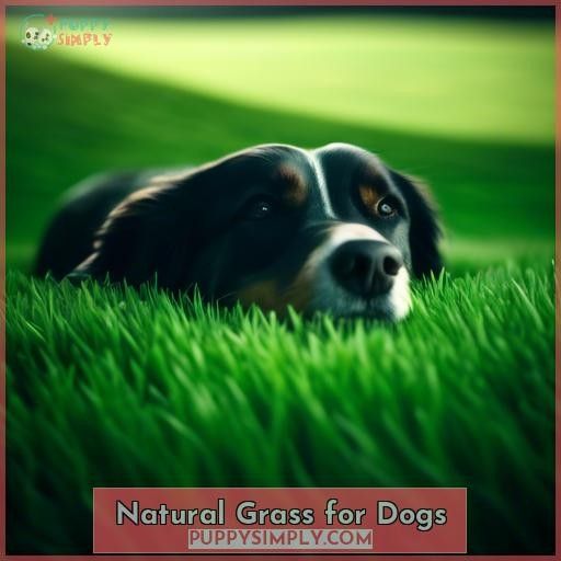 Natural Grass for Dogs