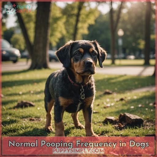 Normal Pooping Frequency in Dogs