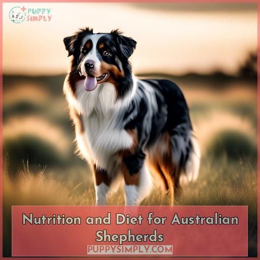 Nutrition and Diet for Australian Shepherds