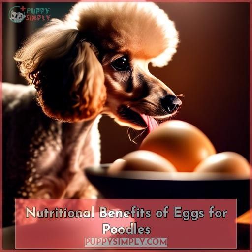 Nutritional Benefits of Eggs for Poodles