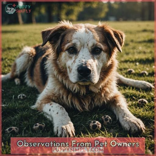 Observations From Pet Owners