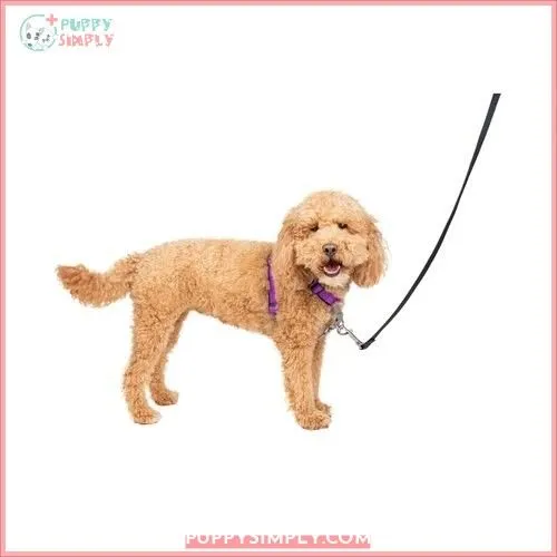 PetSafe 3-in-1 Reflective Dog Harness