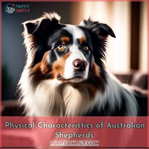 Physical Characteristics of Australian Shepherds