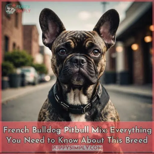 pitbull french bulldog mix