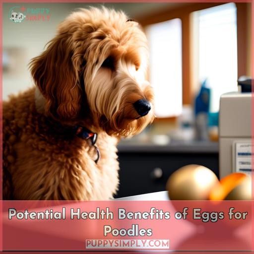 Potential Health Benefits of Eggs for Poodles