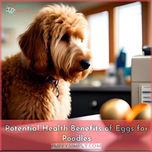 Potential Health Benefits of Eggs for Poodles Potential Health Benefits of Eggs for Poodles