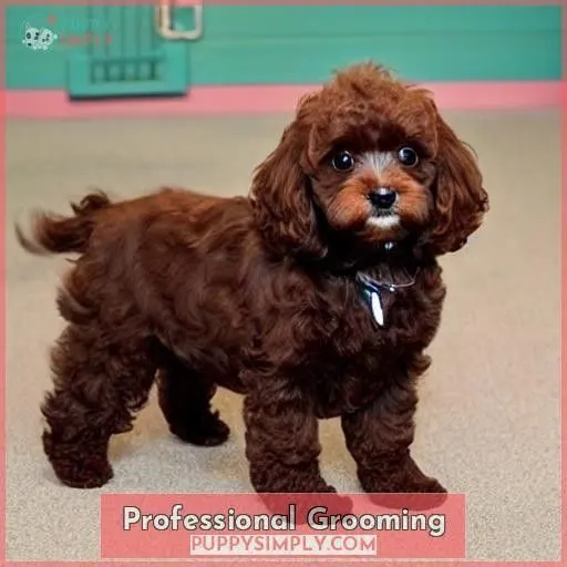 Professional Grooming