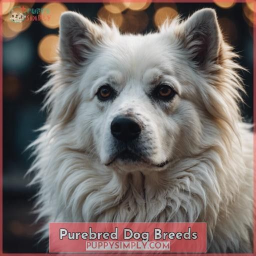 Purebred Dog Breeds