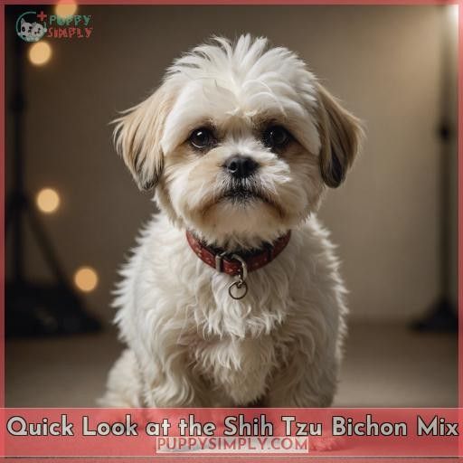 Quick Look at the Shih Tzu Bichon Mix
