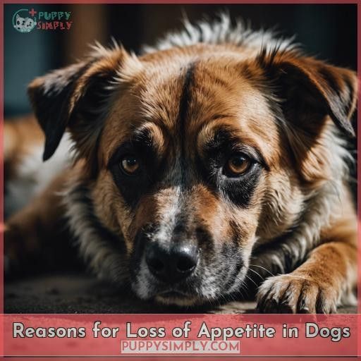 Reasons for Loss of Appetite in Dogs