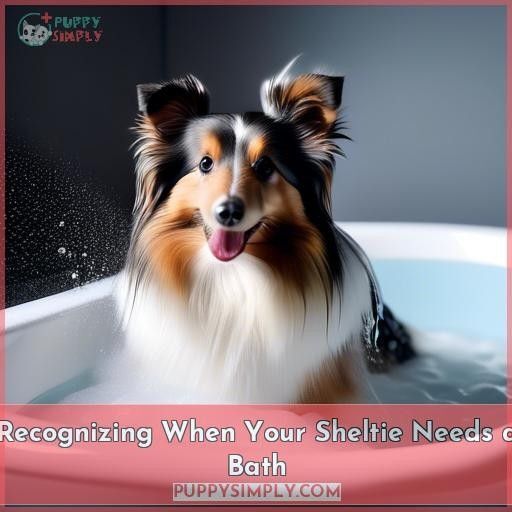 Recognizing When Your Sheltie Needs a Bath Recognizing When Your Sheltie Needs a Bath
