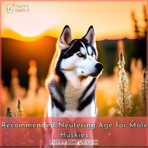 Recommended Neutering Age for Male Huskies
