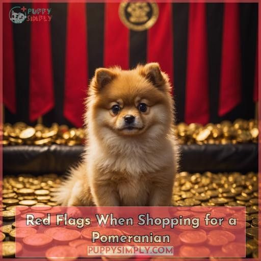 Red Flags When Shopping for a Pomeranian