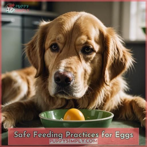 Safe Feeding Practices for Eggs