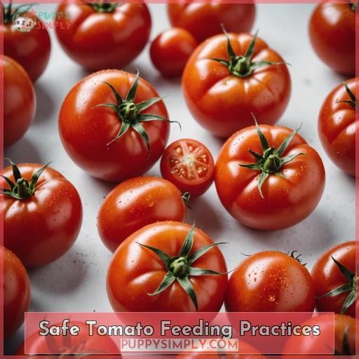 Safe Tomato Feeding Practices