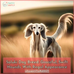 saluki dog breed